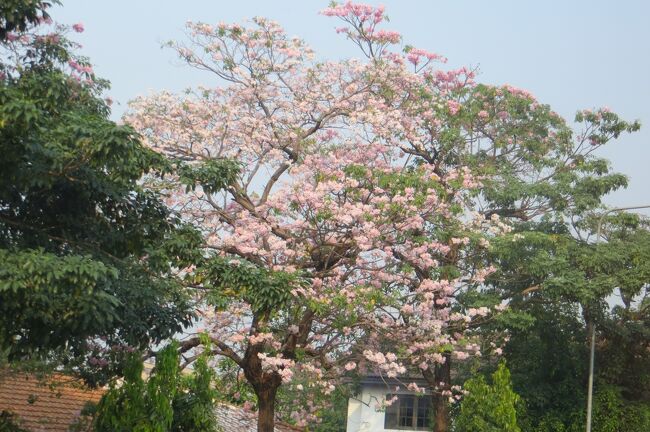 タイ王国旅行の3日目になりました。今日は日帰りでのアユタヤ見学です。バンコク市内の朝の交通ラッシュを通り抜けるのが大変でしたが、バスの中から、ゆっくりと市内見学が出来ました。(ウィキペディア、るるぶ・タイ)