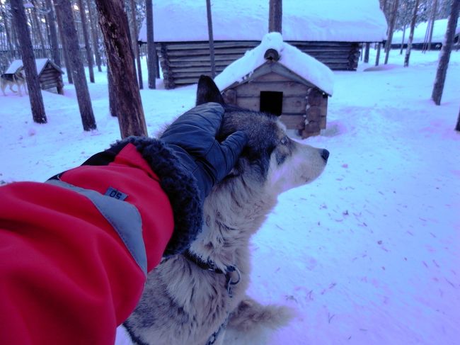 英語のできない夫婦が行く。フィンランド旅行！-サンタクロース村・モイモイ号編-(http://4travel.jp/travelogue/10850276)の続き、フィンランド３日目。<br />犬ぞり体験と２日目に惨敗したモイモイ号リベンジについて書いていきます。<br /><br />こちらも、初めての人でもイメージし易いようになるべく詳しく書いていくので、お付き合いの程よろしくお願いします！<br /><br />写真は、犬ぞりで行ったハスキーファームのワンちゃん。<br />大変たいへん可愛い犬たちでした。犬好きにはたまらんスポットですぞ。
