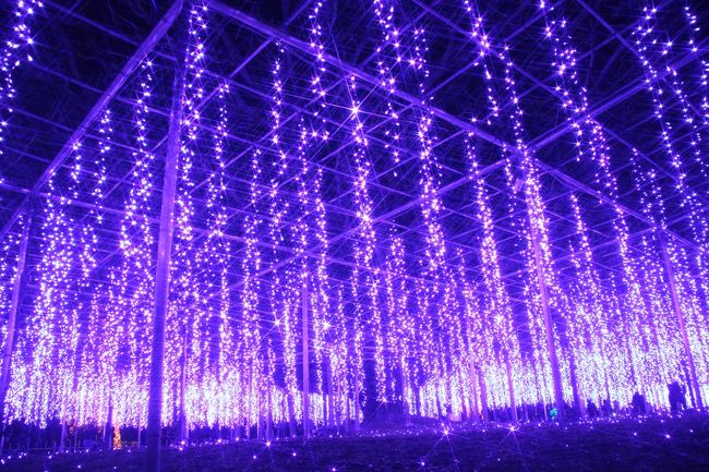 ほんとは写真なんて撮っている場合ではなかったです、あしかがフラワーパークの大藤のイルミネーシヨン!<br />あたりがいったん真っ暗になったあとに、期待とムードを高める音楽が流れ、ぱっと花開いた光の大藤。<br />紫の光の藤が幾重も幾重も幻想的に重なり、何度見てもほぉ~っとため息が出ました。<br /><br />ほんとは、写真の小さなファンダーの中にとても収め切れるものではありませんでした。<br />見ているだけの方が、断然よかったです!<br />しかし、それでも撮らずにはいられないカメラフェチのファナティックな私。<br />なかなか使う機会のない一脚は、ここでやっと出番を迎えました。<br />大藤のイルミネーションは音楽にあわせて動くイルミネーションだったので、同じポジションをとったまま、光の変化をとらえることにもチャレンジしてみたのです。<br /><br />動画で取れば簡単でしょうけれど、そこはほれ、その瞬間をパチリと捉えようとチャレンジするのが面白くて。<br />少しずつ変化した写真を紙芝居みたいに並べるのがアナログ的で面白くて。<br />というか、動画はまた別の技術が要りそうですし、メモリの残量も気になるので、チャレンジしていないだけですけどネ。<br /><br />それにしても、やっぱり藤のイルミネーションがあってこそ、あしかがフラワーパークのイルミネーション!って思いました。<br />大藤が1番圧巻でしたが、黄花藤や白藤のトンネルも、桃色で八重咲藤を思い出させた藤棚なども、どれもとてもステキでした。<br /><br /><ついに訪れた、あしかがフラワーパークの関東三大イルミネーションの旅行記の構成><br />□(1)3時間かけてJR富田駅からアクセス~日没前のプロローグ<br />□(2)リズミカルステージ~レインボーマジック~スノーワールド~光のピラミッド<br />■(3)イルミネーションの藤棚~夢のような奇蹟の大藤に黄花藤・八重藤・白藤<br />□(4)光と共に甦る日本の四季「こころの故郷」~かわいい動物いっぱいの「みんなの地球」<br /><br />あしかがフラワーパーク公式サイト<br />http://www.ashikaga.co.jp/index2.html<br />イルミネーション「光の花の庭」<br />2013年10月26日~2014年1月26日開催<br /><br /><タイムメモ><br />13:00頃 家を出る<br />14:11 大宮駅発JR宇都宮線に乗る<br />15:01 小山駅着<br />15:09 小山駅発JR両毛線に乗る<br />15:41 富田駅到着<br />16:05頃 あしかがフラワーパーク到着<br />16:10~16:20 ショッピング<br />16:30~点灯<br />16:30~18:30 イルミネーション散策<br />18:30~18:40 屋台で軽食<br />18:40~20:40 イルミネーション散策<br />20:45頃 あしかがフラワーパークを出る<br />21:04 富田駅発JR両毛線に乗る<br />23:40頃 帰宅<br />