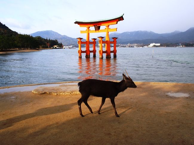 ２０１３年、今年は島根の「出雲大社」の60年ぶりの「御遷宮」の年･･･<br />伊勢神宮の式年遷宮とも重なる60年に１度しかない記念の年。<br /><br />お参りをするのに、時期を選ぶ必要は無いのはわかっているけれど･･･<br />それでも「2013年」にこだわりたい。特別な年にこだわりたい。<br /><br />今年にこだわるからこそ、12月の忙しい時期に出雲に訪れました。<br />「御遷宮」を言い訳にして･･･少し現実逃避がしたくなっただけかも<br />しれないけれど、素敵なご縁を心より願って･･･<br /><br />少し長めの「山陰＆山陽ひとり旅」に出掛けて来ました。<br />今回は私こだわりの旅ノート無しの旅で、山陰の交通の便の悪さに<br />頭を悩ませたり、お天気が最悪で全身ずぶ濡れになったり･･･<br /><br />バタバタな旅になりましたが、人の温かさやご縁を沢山感じ･･･<br />初めての寝台列車体験･まさかの施設貸切体験等、ワクワクもあり･･･<br />温泉･パワースポット、何より自然をたっぷり堪能した2013年を<br />締めくくる素敵な旅になったんじゃないかな〜と思います。<br /><br />いよいよ旅の最終日。ず〜とお天気が最悪だったけど･･最後くらい<br />鮮やかな朝焼けの宮島は楽しめたのか？？厳島神社を参拝した後は<br />念願だった、宮島でのカフェタイム。お洒落カフェは見つかった？<br /><br />旅の最終日･･･最後の最後まで宮島を満喫します。<br />早朝〜午前中の、宮島の朝の風景をたっぷりとご紹介します♪<br /><br />１日目　東京〜松江へ（寝台列車･サンライズ出雲で出発）<br />２日目　玉造温泉・松江城・宍道湖・鳥取皆生温泉泊<br />３日目　境港で鬼太郎・松江観光・とっとり花回廊・松江泊<br />４日目　出雲大社・出雲観光・松江フォーゲルパーク・出雲泊<br />５日目　出雲〜広島へ　世界遺産航路で宮島・宮島泊<br />６日目　宮島観光・呉観光・東京へ