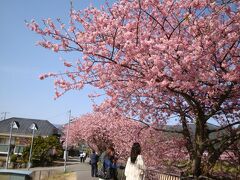 河津よいとこ一度は行こうーーー満開の桜見物①花よりだんごか？