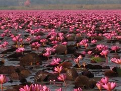 ピンクの睡蓮を求めて 東北タイ･コンケンからウドンタニへ(＋半日ビエンチャン)