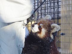 冬の旭山動物園：生き生きした動物たち＆ペンギン散歩