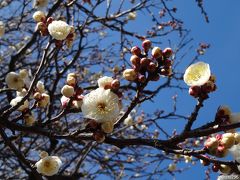 梅が咲き始めた鎌倉へ：馬頭観音を訪ねて