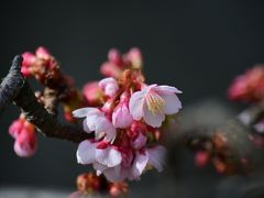 ２０１４年１月２５日　熱海糸川沿いの　あたみ桜の開花状況