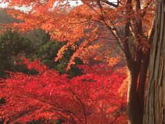 紅葉のなごり