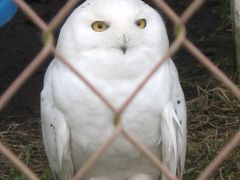 野生動物保護センター（OWL） 1回目： 教育用ケージ見学