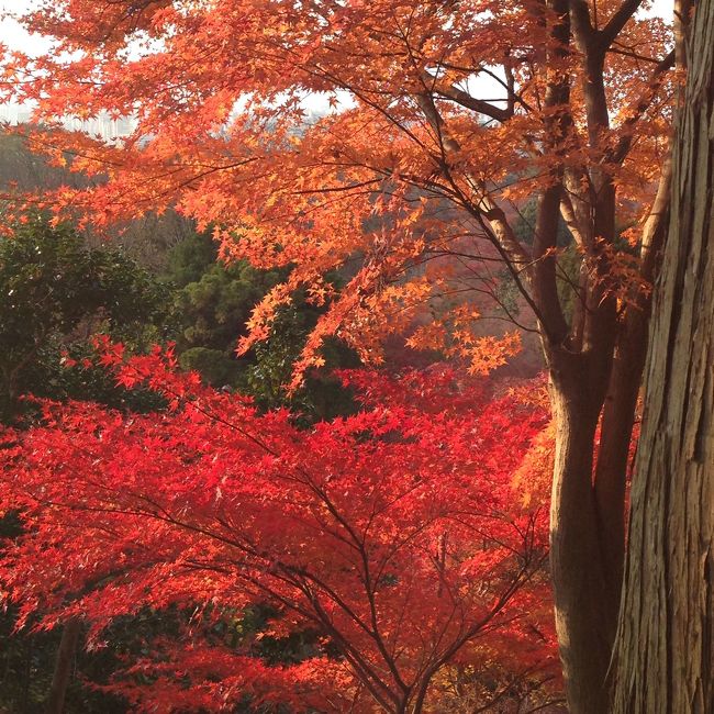 12月初旬、まだ紅葉はあるかな？<br />京都への旅です。