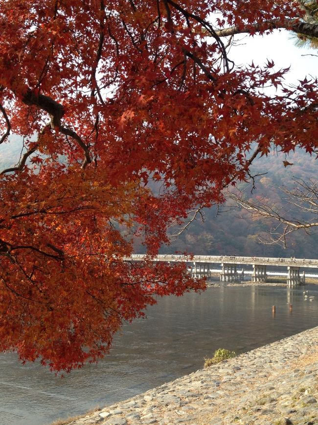 京都3日目<br />今日は朝から嵐山へ行きます。ホテルからバスで嵐山まで。<br />渡月橋のすぐ手前で降ります。