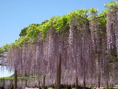 江南藤まつり～曼陀羅時公園～