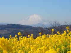 360℃大パノラマ　吾妻山公園の菜の花と絶景富士山　【 吾妻山公園 2014 】