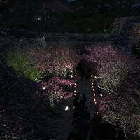 バニラエアを使って沖縄の桜へ