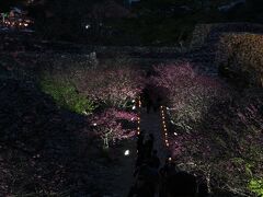 バニラエアを使って沖縄の桜へ