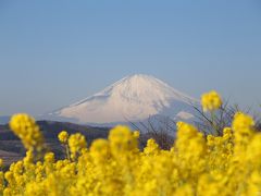 吾妻山：富士山と菜の花ウォッチング