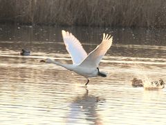 水面を力強く駆けて優雅に飛ぶ白鳥(菅生沼の白鳥)