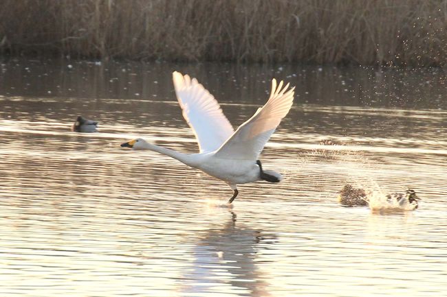 菅生沼は、坂東市・天神山公園の自然沼です。<br />餌となるマコモなどの水生植物が豊富である為に渡来しています。<br />1970年代は、数羽から数十羽程度のオオハクチョウが渡来していましたが、それから年々、コハクチョウが多くなり、現在は毎年400羽強の白鳥が飛来するようになりました。<br />