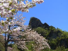 妙義山さくらの里の八重桜　