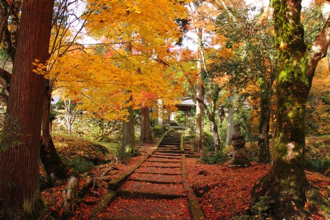 観光客があまり訪れることがなく、秋になると素晴らしい紅葉に彩られる社寺があると聞き、晩秋に日帰りドライブ旅行に出かけました。<br />兵庫県丹波篠山にある大國寺からスタート、続いて篠山にある洞光寺、そして今回のメインとなる京都府南丹市にある龍穏寺、最後に美山かやぶきの里を巡り晩秋の紅葉を堪能しました。<br />少し遅かったかもわかりませんが。<br />また、写真が好きな方には応えられないスポットです。<br /><br />写真は、南丹市の龍穏寺参道です。