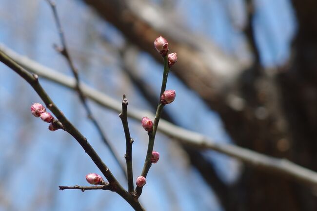 京阪電車枚方市駅から徒歩5分<br />高台からは北摂方面、淀川、河川敷が見渡せる。梅のつぼみもあと少しで春を迎える。