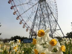 水仙まつり★葛西臨海公園