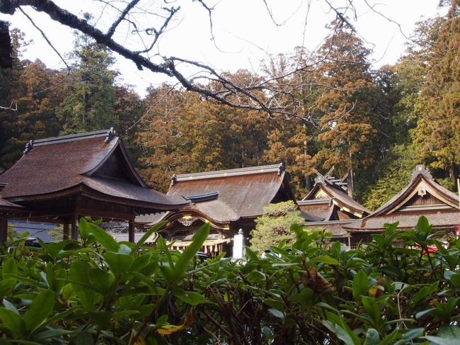 11月くらいから週末は毎週、近場の山登りばかりしていたが梅もそろそろ開花しそうだしぼちぼち週末の休みの二日のうちの一日は写真撮りに出かけようかと思う。<br />今日行ってきたのは森町。<br />転勤したばかりにききょう寺に行ったっきり散策は全くしていなかった。<br />紅葉の小國神社行けずじまいだったし。<br />アパートからクルマで40分ほど。<br />春の息吹が感じられた。