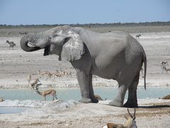 2013.GW　ナミビア旅行記７　　エトーシャでサファリだゾウ