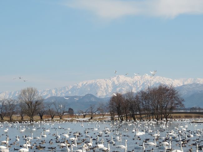 大人の休日切符を使って羽越本線に沿って北上した。雪の中の旅を期待していたが、異常に温暖な日々で晴れと雨と<br />いう雪国らしからぬ天候だった。最初の訪問地は白鳥の湖、瓢湖。異常気象のおかげで、この季節にはめったにないという快晴の中で、ゆっくり鳥たちを観察できた。