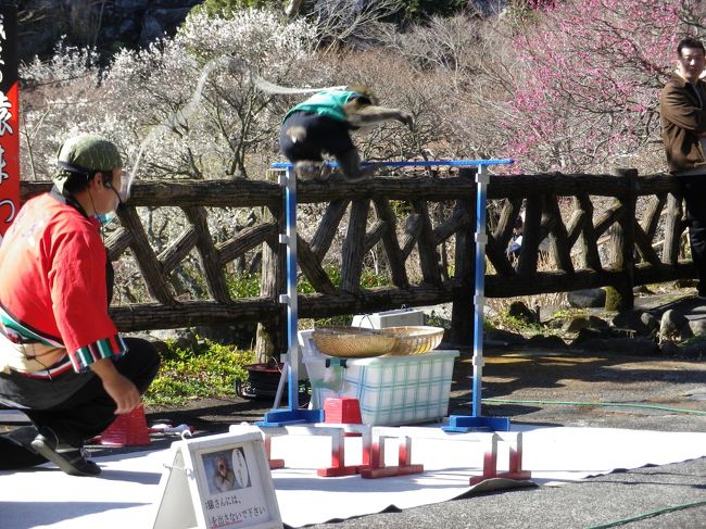 一月三十日から熱海梅園が有料期間に入りました。そろそろ見頃かなと言うことで、梅園に行って来ました。帰りに糸川遊歩道で開催されている「桜まつり」も見て来ました。梅も桜も見頃を迎えています。写真は梅林の梅を背景に「猿まわし」が催されていたのでその一枚。