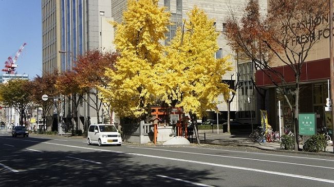 以前NHK朝のニュース全中で「狙われる“ご神木”」と題して四国を中心に神社のご神木に薬物注入で立ち枯れさせる事件が多発しているという報道がありました。何故か、適当な買い手が現れて引き取るらしいが、直近の事件の神社では異常に気づき引き渡しまで至っていないという。引き取られた、ご神木が再建される神社仏閣の材料になっているという少々複雑な背景も報道されていました。<br /> 報道で、触発されての記事では無く以前から暖めていたテーマが「道中神木」という一段です。大阪市内には、公道の真ん中に樹木が立っているのをよく見かけます。掲載した写真の樹木は、大阪人なら知っている・・というのが殆どだと思います。<br /> まず最初は、大阪府警とNHKとの間を通る道筋、ルーテル教会の前に立つ「舎密局」跡に立つ樟です。舎密局は第三高等学校から京都大学教養部と発展したと言うことです。元々は、歩道の幅が狭くもっと道に突き出ているように見えましたが、歩道の幅員が広げられて今では車道にはみ出ているようには見えません。根元には石塔が祀られていて神木化されています。<br /> 次なる神木は、中央大通りを挟んで南へ500m程にある榎木大明神です。この神木は映画「プリンセス・トヨトミ」にも登場する。榎ではなく槐(えんじゅ)と言う中国原産の樹木で樹齢650年を越えるそうです。安堂寺町2丁目、長堀通りへ南へ下る急斜面に。<br /> さらに南下すると、楠木大神と呼ばれる楠が車道の真ん中にそびえています。空堀通り商店街の一本南の通りを谷町筋から東へ入った所。樹齢は500年以上とか、元は寺の中にあったが戦時中の道路拡幅ではみ出て現在の原型ができあがったとのこと。<br /> さらに100m南下して東に寄ると末広大明神。根元には祠があります。元は私邸の中にあったが、住宅開発でせり出されたようです。ここまでは、何故か熊野街道上に立地しています。信仰心に厚い人々のおかげで、神木化された巨木が残されたのかもしれませんね。<br /> さて、少し東に向かうと落語東の旅で度々登場している玉造稲荷神社の真南には白光大神が通路を封鎖するように祀られています。少しずれるが無理に解釈すると熊野街道筋とも言えます。さて、今回のとり(表紙写真)は北区野崎町8の龍王大神。背景のビルのオーナーはキリスト教扇町教会で、最上階には教会があります。皮切りととりをキリスト教会が盛り立てた事になりますが、あまり関連も意図もありません。この木はご覧の通り見事な大銀杏です。<br /> 以上今回小旅行でご紹介した道中神木を含めて大阪市内には23カ所もあるそうです。東京や京都・名古屋等の大都会には見られない風景だとか。先の戦争で大空襲に遇ったが、生き延びた樹木の生命を大切にしようとした先人の心の現れではないでしょうか。そう思うと、NHKの報道には心痛みます。<br /> 道中神木の一段これにて幕とします。<br /> <br /> *道中神木(みちなかしんぼく)<br /> 筆者の造語で、駅ナカ等の最近の造語からヒントを得ました。よりふさわしい呼び名があればお寄せいただきたいものです。検討させていただきます。<br /> また、道中にあるが「神木化」までは道半ばというものもあればお教えください。近いところでしたら現地調査の上検討してご紹介したいと思います。奈良。京都には無いそうですが、あれば是非ご紹介ください。 <河内温泉大学名誉教授兼偐山頭火><br /> <br /><br /><br /><br /><br /><br />
