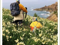 Solitary Journey［1324］日本海をバックに200万株の水仙が咲き誇る♪水仙は益田市花なのです。＜唐音水仙公園＞島根県益田市