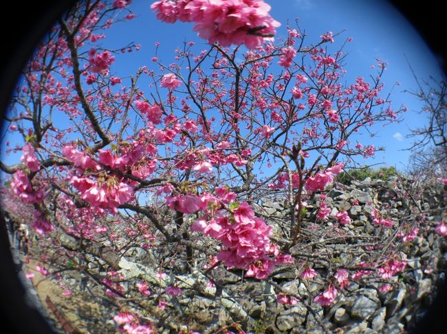 沖縄の桜は何度か見物に行ったが、ここのところ山に浮気していたため、2011年の八重岳以来のこと。<br /><br />今年は今帰仁に行こうと漠然と決めただけで、あとは行き当たりばったりのショートトリップ。