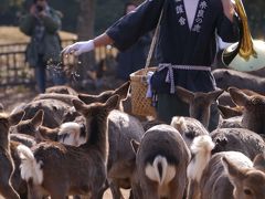 鹿・鹿・鹿！！！　奈良の鹿寄せ