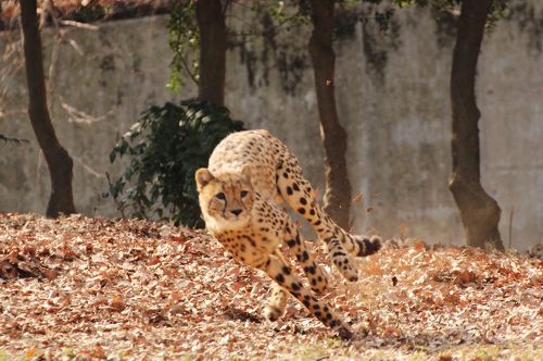 かいっちまみーさん専用3口 マミー ナチュラルスキンミルク ２０１８年９月１０日（月）発売 企業