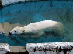 ホッキョクグマ紀行　東山動植物園　懐かしい、小学生の時以来の東山で赤ちゃんゾウと３頭のホッキョクグマに会えました