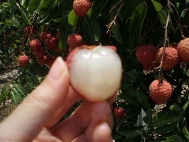 台湾でのライチ狩りにすっかりはまったゆきんこは第二弾もまた行っちゃいました!<br /><br />こちらは第一弾の旅行記↓<br />http://4travel.jp/travelogue/10723744<br /><br />ものすごい灼熱地獄なのであま〜いライチがばくばく食べれる!<br /><br />ということで、今回は第一弾よりもより安くいける方法で行ってみました。<br />また、前回は新竹ではライチ狩りだけでしたが、今回は、食べ歩きの宝庫「新竹城隍廟」にも行ってみました。<br />なかなか小さくて面白い!<br />ライチ狩りの際はどーぞ!