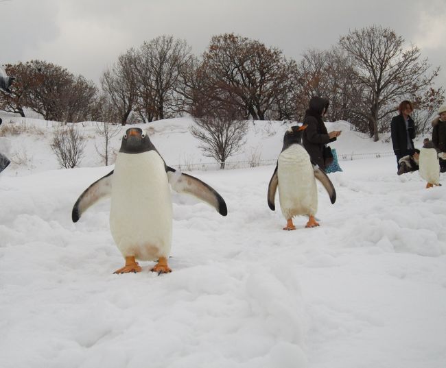 日帰りで、ハル坊を連れ冬の小樽水族館へ行って来た♪<br /><br />「ペンギンの冬のお散歩」を見るために札幌から一途、札樽道を走ること30分余り。。。<br /><br />1歳半のハル坊、間近で見るペンギンはどう目に映ったのかな？