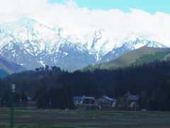 八海山麓のカタクリ群生を観る