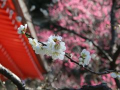 早咲きの梅が見頃を迎えた鎌倉へ