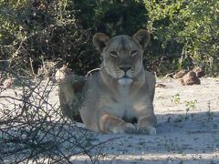 アフリカ南部紀行2009（チョベ国立公園編）②