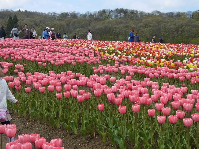 　クラブツーリズム主催ゴールデン・ウイークの上越花紀行に参加しました。季節は春真っ盛り。花を観賞する季節である。このツアーは5月３日〜４日、一泊二日で、まづは、群馬県の八重桜、新潟県南魚沼市の八海山麓のカタクリ、翌日には長岡市、国立越後丘陵公園のチューリップ、そして、高崎に戻り、箕郷の芝桜、太田市のネモヒラ等、季節の花を観賞する旅でした。今回、この旅行記では後半のチューリップ、芝桜そしてネモヒラの花紀行を紹介します。<br />