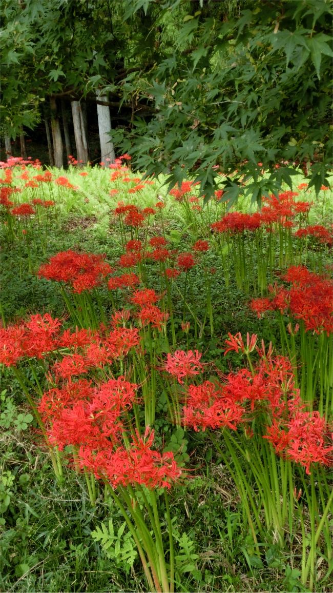 「彼岸花」は私の好きな花のひとつです。<br />秋になると、彼岸花群生地の真っ赤に咲いた景色が見たくなります。<br />でも、死ぬほど混んでるであろう”巾着田“に行く勇気のでない私・・・。<br />そこで、そんなに混んでないけど、そこそこ彼岸花がきれいに咲いていそうな場所にダンナに連れて行ってもらいます。<br /><br />今年は、栃木県鹿沼市へ。<br />花の咲き具合も気になりますが、まだ、行った事が無い場所なので、どんな景色が見られるかな？<br />1箇所だけだと「スカ」だったときのダメージが大きいので、2箇所は見どころのありそうな鹿沼にしたのです。<br /><br />今回は、彼岸花も楽しめましたが、思いがけずレトロな建物のある町だったのが<br />「BINGO！」<br />なかなか見ごたえのある知られざるレトロな町を歩き、<br />時間があるので鹿沼の市街地へも行ってみました。<br /><br />けっこう収穫のあったワンデイトリップ。旅行記は3部に分けて掲載致します。<br /><br />秋の鹿沼 彼岸花とレトロ探し1 遊の郷彼岸花とレトロ建物<br />（中粟野の遊の郷彼岸花群生地と口粟野の町並み）<br />秋の鹿沼 彼岸花とレトロ探し2 常楽寺の彼岸花<br />（下粕尾の常楽寺の彼岸花と花農場あわの）<br />秋の鹿沼 彼岸花とレトロ探し3 市街地町歩き<br />（鹿沼市街地レトロ建物と彫刻屋台）<br />