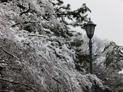 冷たい雨が降り続く京都御苑のモノクロの世界に紅梅一輪