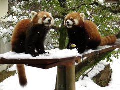 雪のレッサーパンダ紀行【４】 いしかわ動物園　期待のアクア君とアヤメちゃんペアはなんだかとてもいい感じ♪ ＆ ネコたちの谷に癒されました