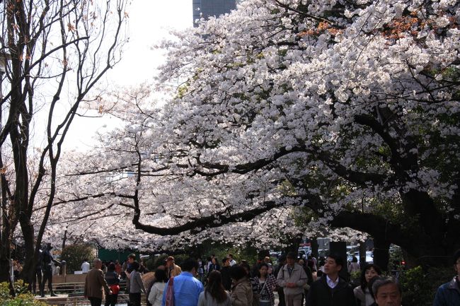 満開の千鳥ヶ淵の桜<br />Sakura in full bloom in Chidorigafuchi Park<br /><br />この仮想東京見物ウォーキングツアーは桜の季節に都内を2日間で徒歩で見物する外国人のために書いたものです。<br />50年前の1964年に理工系学生の相互訪問プログラムで来日したフランスの学生が夫人同伴で再来日するために2日間の都内見物のコースを設定したので、そのコース周辺のスポットをサイト上で案内するものです。<br /><br />This Virtual Tokyo Walking Tour is a kind of photo guide book arranged for sightseeing tourists of foreigner. <br /><br /> 見物コースは2日間からなり、<br />1日目<br />東京スカイツリー→浅草浅草寺→上野→銀座<br /><br />2日目<br />国会議事堂→明治神宮→千鳥ヶ淵公園→北の丸公園→皇居東御苑→皇居二重橋→東京駅→丸の内<br /><br />Places to visit during two days are are as follow.<br />1st day:<br />Tokyo sky tree→Asakusa Sensoji→Ueno Parlk→Ginza<br /><br />2nd day:<br />Kokkaigijido→Meiji-jingu/shrine→Chidorigafuchi(SAKURA)→Kitanomaru park→East Gardens of the Imperial Palace→Nijubashi→Tokyo station→Marunouchi(1890?）<br /><br />Photo data:<br />Camera CANON EOS 40D<br />Lenz CANON EF-S 17/85,EF-S10/22,EF-S55/250<br /><br />参考資料 Reference<br />TOKYO Handy Guide<br />issued by TCVB(Tokyo Convention &amp; Visitors Bureau)<br /><br />この仮想東京見物の改善提案・要望がありましたらメール等でお知らせいただけると助かります。<br />初めてのこころみで試行錯誤で作ったため、本当に役に立つか自信がありません。<br /><br />