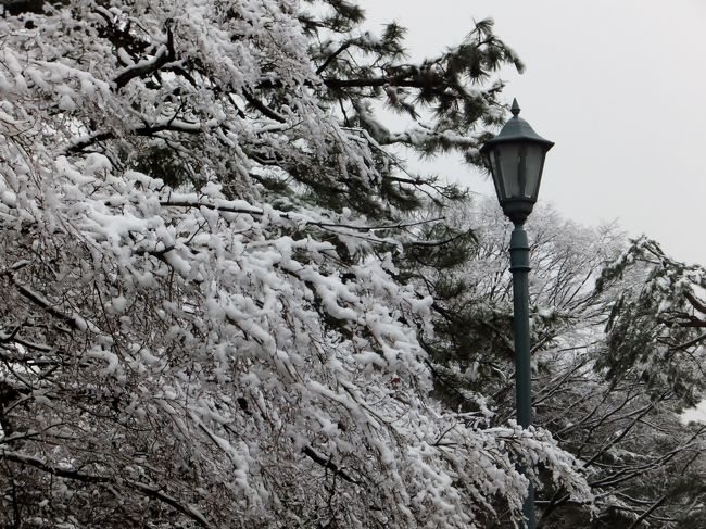 残念ながら今朝の京都は雪ではなくみぞれ交じりの雨でした。<br />京都御苑に出かけてきました。