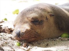 不思議で素敵な動物たちの楽園 ガラパゴス旅行 ～①出会った動物たち編～