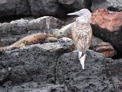 不思議で素敵な動物たちの楽園 ガラパゴス旅行 ～⑤サンタクルス島 後編～