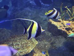 京都水族館、金閣寺を訪ねて