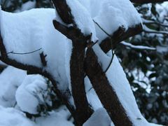 千葉も大雪になりました。