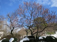 雪景色の横浜・大倉山梅林を見に行く